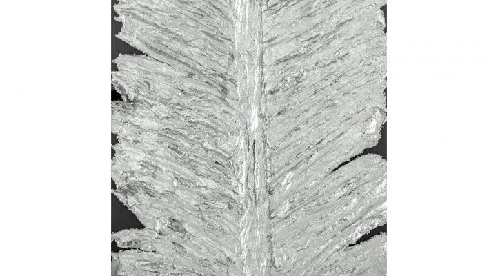 silvered-feather-shadow-box-3