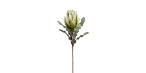 Desert Blooming Protea 33L Stem - Green (2)