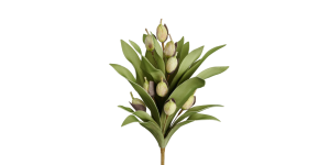 Desert Pod Succulent 39L Bouquet Stem (1)