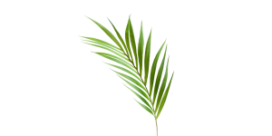 Palm Leaf 36L Stem (1)