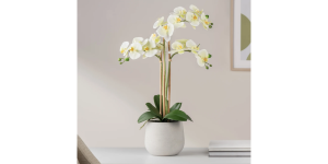 Phalaenopsis Potted 23 Faux Triple Stem Orchid -Yellow (2)