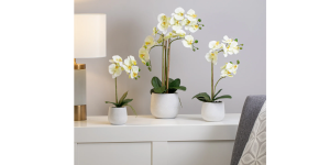 Phalaenopsis Potted 23 Faux Triple Stem Orchid -Yellow (5)