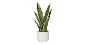 Riviera Ceramic Potted Faux 16h Snake Plant (1)
