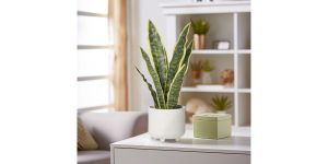 Riviera Ceramic Potted Faux 16h Snake Plant (2)