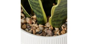 Riviera Ceramic Potted Faux 16h Snake Plant (3)