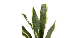 Riviera Ceramic Potted Faux 16h Snake Plant (4)