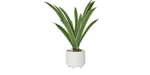 Riviera Ceramic Potted Faux 17h Cymbidium Leaf Plant (1)