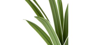 Riviera Ceramic Potted Faux 17h Cymbidium Leaf Plant (4)