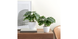 Villa 4.5d Faux Potted 10 Plant - Monstera (4)