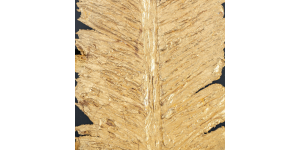 Golden Feather, Shadow Box (3)
